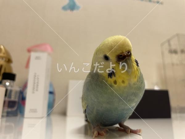 迷い鳥の写真