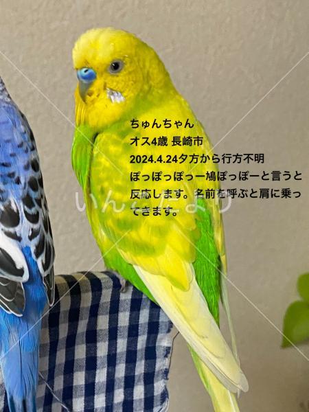 迷い鳥の写真