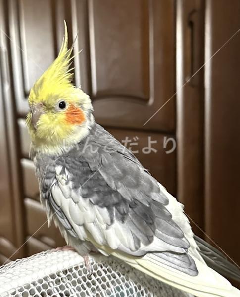 迷い鳥の写真
