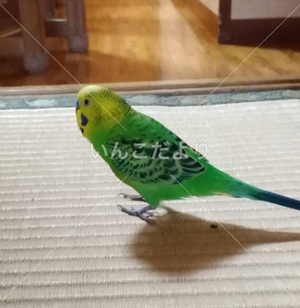 迷い鳥の写真