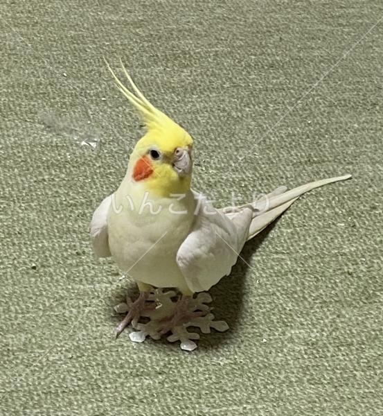 迷い鳥の写真