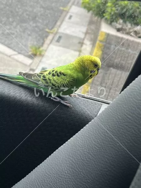 保護鳥の写真