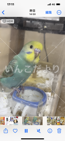 迷い鳥の写真