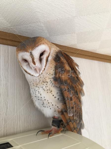迷い鳥の写真