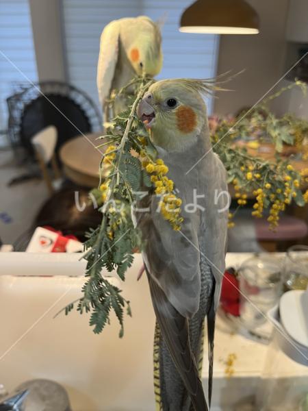 迷い鳥の写真