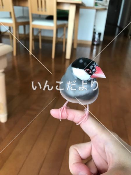 迷い鳥の写真