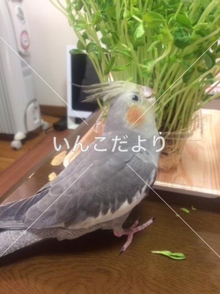 迷い鳥の写真