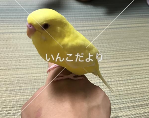 迷い鳥の写真