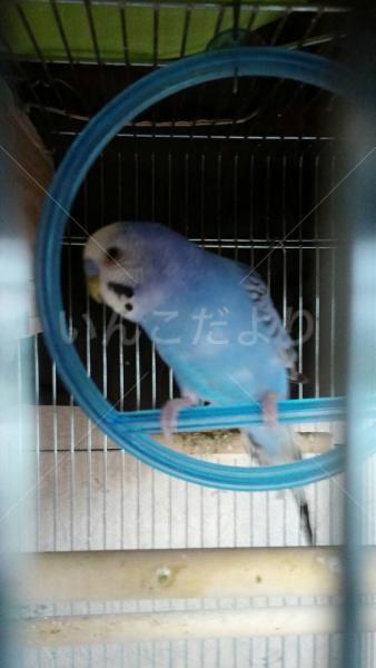 迷い鳥の写真