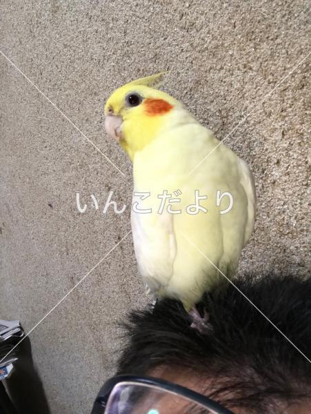 迷い鳥の写真