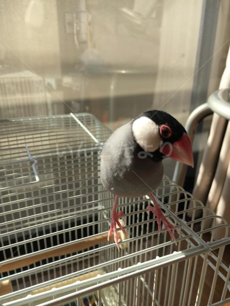 迷い鳥の写真