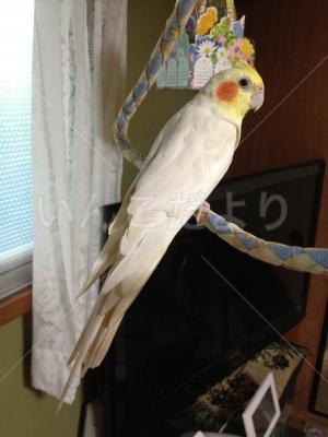 保護鳥の写真