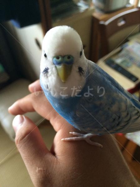 迷い鳥の写真