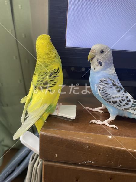 迷い鳥の写真
