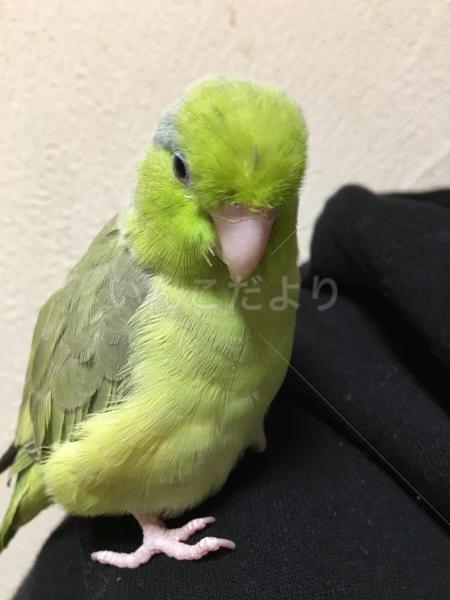 迷い鳥の写真