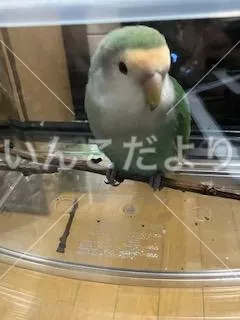 保護鳥の写真