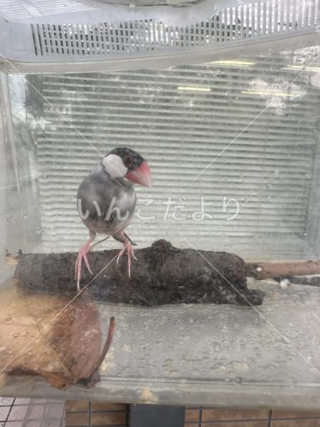 保護鳥の写真