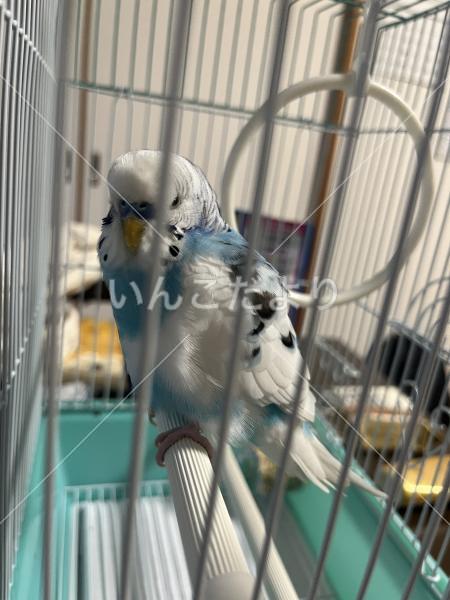 保護鳥の写真