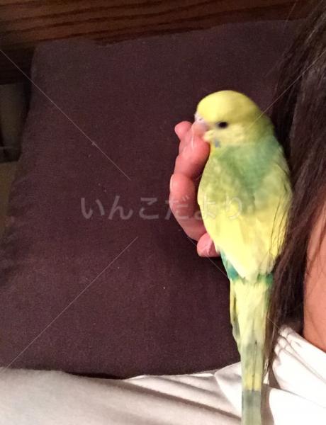 迷い鳥の写真