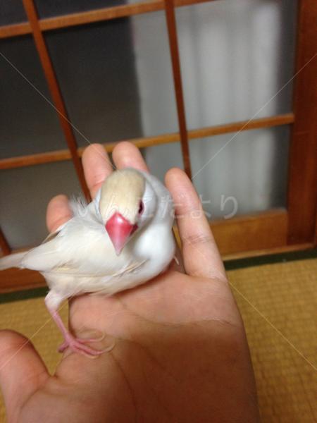 迷い鳥の写真
