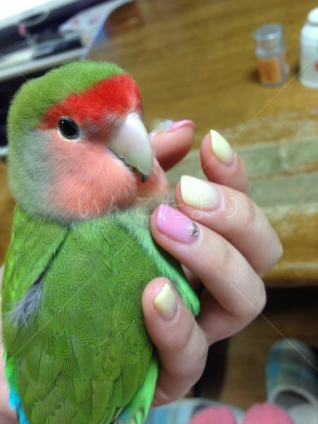 迷い鳥の写真