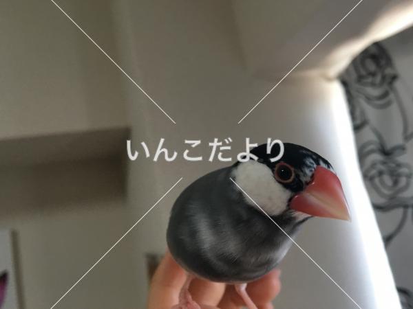 迷い鳥の写真