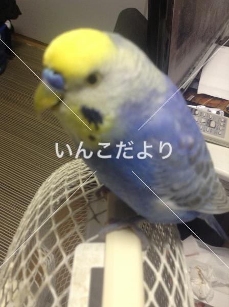 迷い鳥の写真