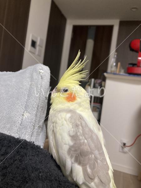 迷い鳥の写真