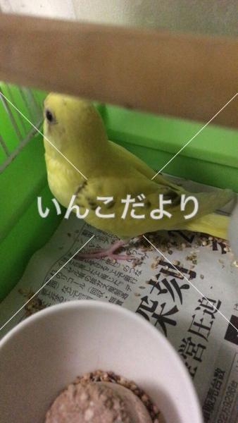 迷い鳥の写真