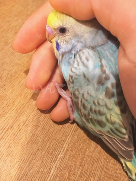 迷い鳥の写真