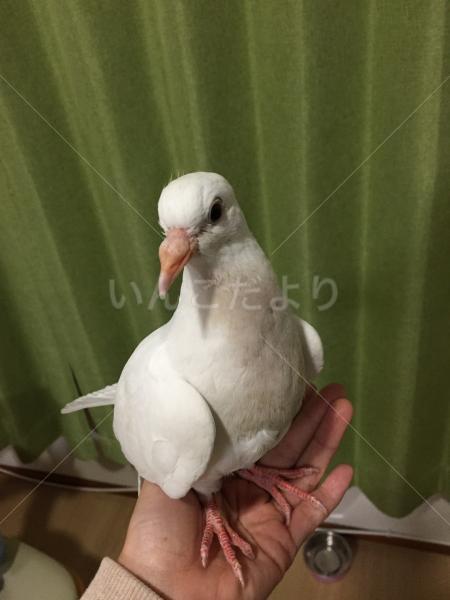 保護鳥の写真
