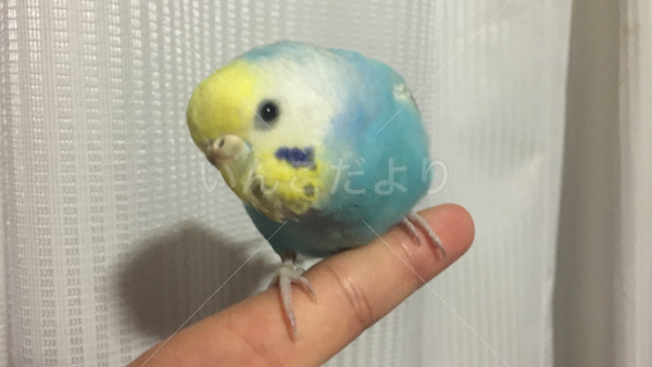 迷い鳥の写真