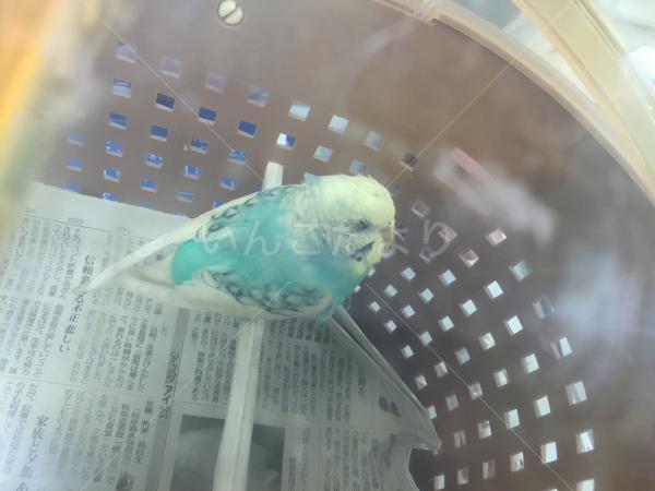 保護鳥の写真