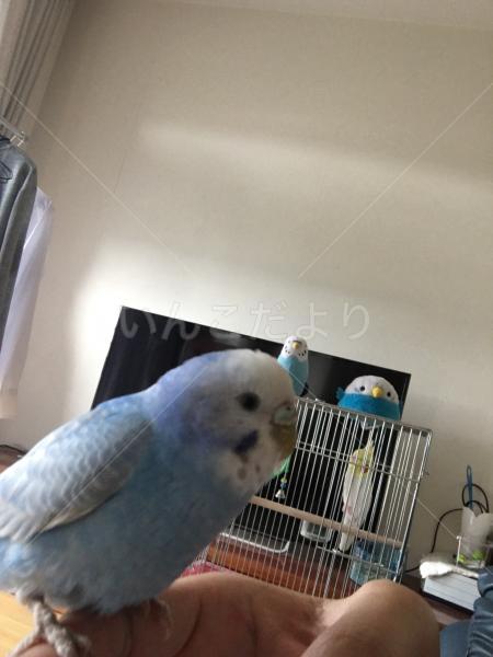迷い鳥の写真