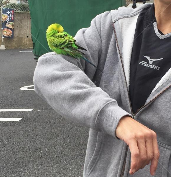 保護鳥の写真