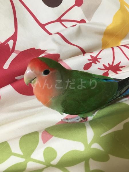 迷い鳥の写真