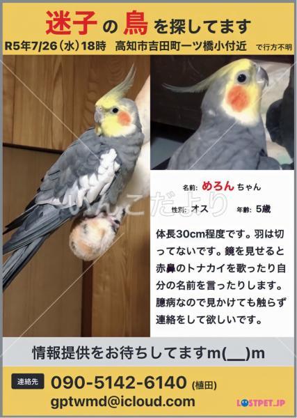 迷い鳥の写真