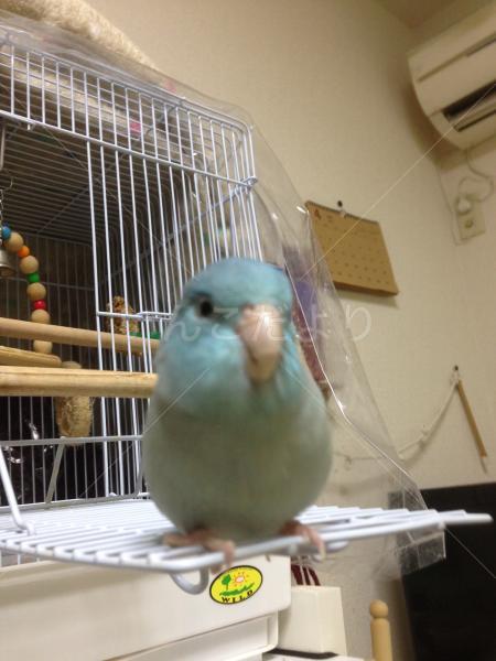 迷い鳥の写真