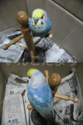 保護鳥の写真
