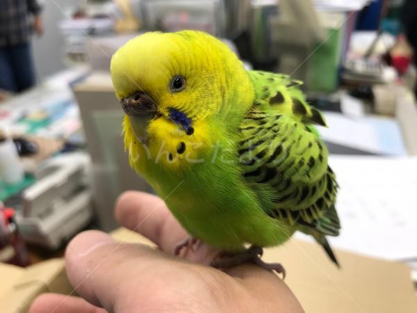 保護鳥の写真