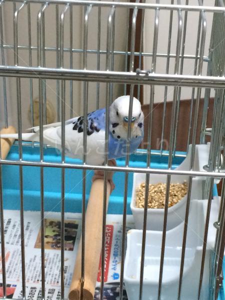 保護鳥の写真