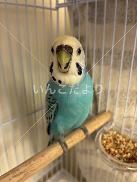 保護鳥の写真
