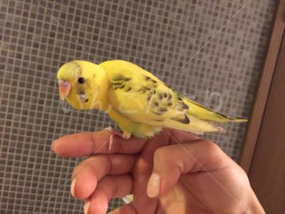保護鳥の写真