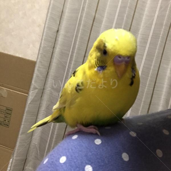 迷い鳥の写真