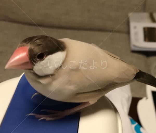 迷い鳥の写真