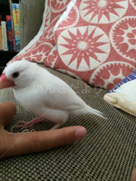 迷い鳥の写真