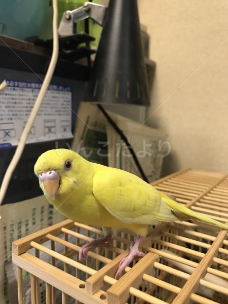 保護鳥の写真