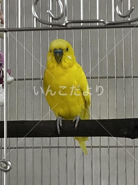 保護鳥の写真