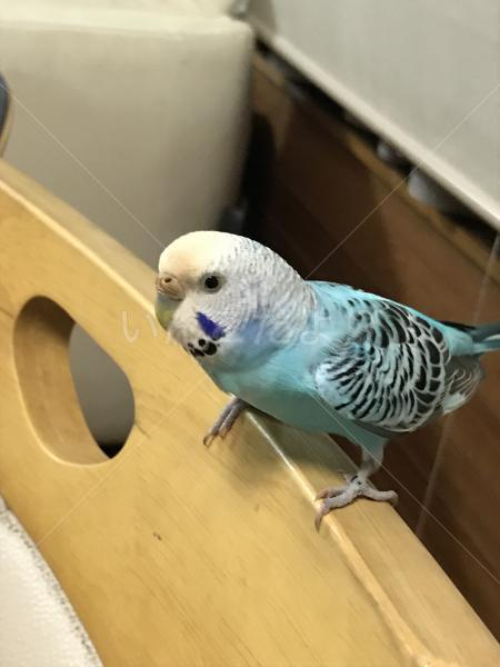 保護鳥の写真