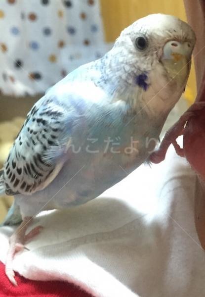 迷い鳥の写真